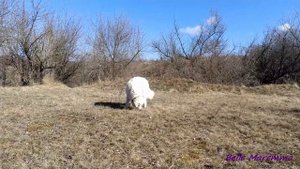 Мареммо абруццкая овчарка на прогулке.Maremmo Abruzzo Sheepdog for a walk.