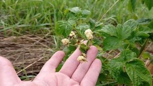 Белая ежевика Polar Berry плодоносит - обман или просто хороший маркетинг