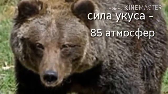 Топ 10 сильнейших укусов млекопитающих. смотреть онлайн