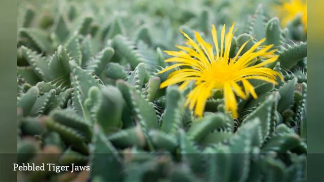 11 Unusual Succulent Plants For Your Garden 