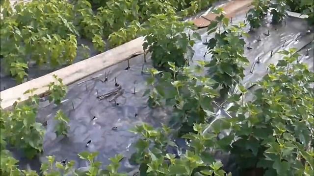 ЛИТВИНОВСКАЯ - ранний, сладкий сорт смородины. смотреть онлайн