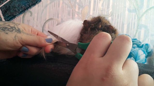 свинки смотреть онлайн