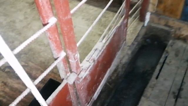 Выращивание свиней в железных клетках смотреть онлайн