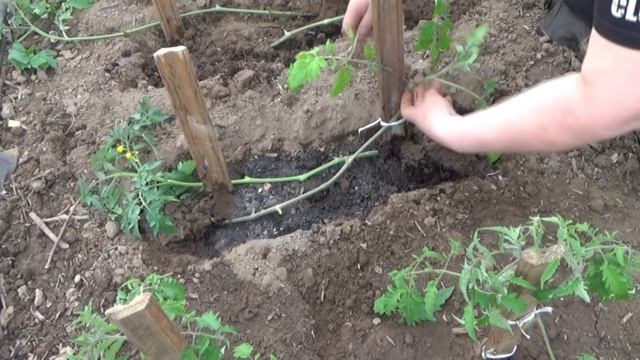 Продолжение эксперимента: что лучше - один томат на двух корнях или два томата в одну лунку, или... смотреть онлайн