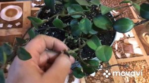 Эсхинантус. Перевалка после покупки, обрезка.