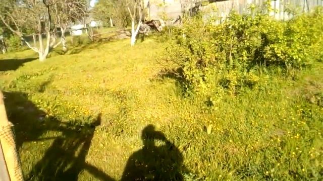 Забор,дорожка,летний курятник из горбыля смотреть онлайн