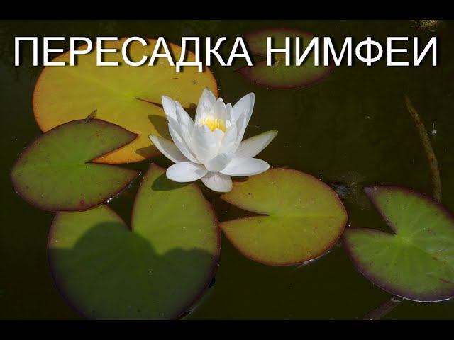 Пересадка нимфеи, кувшинки. Как правильно посадить нимфею./ How to plant a nymphea .