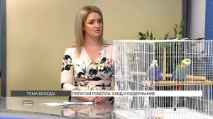Как ухаживать за попугаями Розелла?