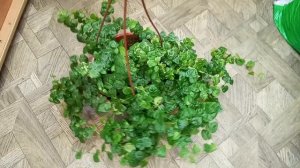 Новинка.Фикус Пумила Грин.