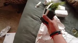 Live plant unboxing