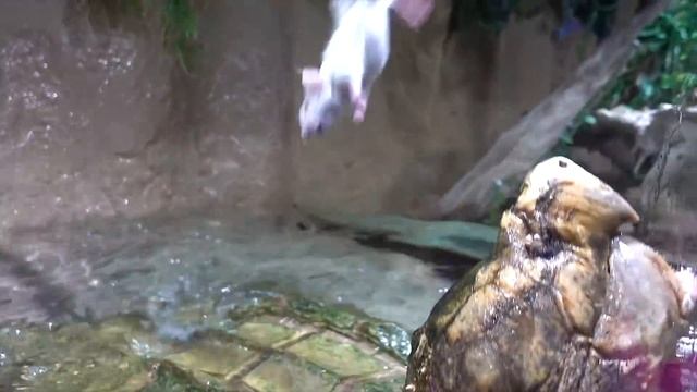 Biggest Anaconda I Ever Touched and Reptile Room of Oddball Creatures? смотреть онлайн