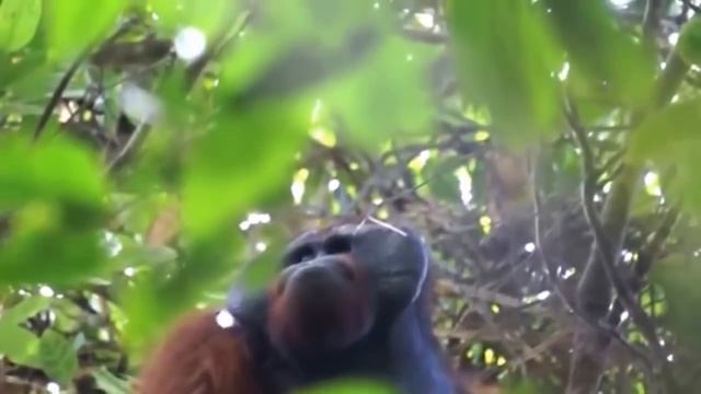 ОБМАН В МИРЕ ЖИВОТНЫХ. Чудеса мимикрии смотреть онлайн