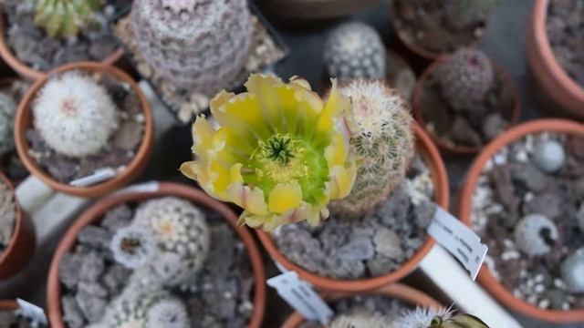 Echinocereus dasyacanthus with flowers, Texas смотреть онлайн