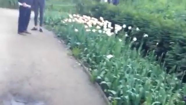 Аптекарский огород Москва май 2018 смотреть онлайн