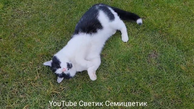 Если спросишь:" Как денёк?" Я отвечу:" МУРмалёк"!Прекрасного дня и замечательного настроения! Котик