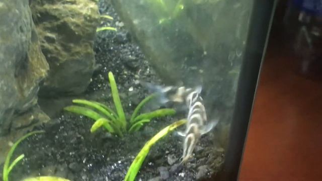 Пузатая боция смотреть онлайн