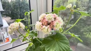 ?ЦВЕТЁТ ?Пеларгония Apple Blossom Rosebud ? - особенности ухода!