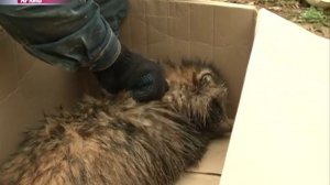 В области растет число животных, зараженных бешенством