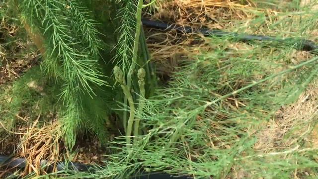 Сарпо Міра Сарпо Аксона, сарпо Кіфлі , Сарпо Уна - все росте на моєму городі. смотреть онлайн