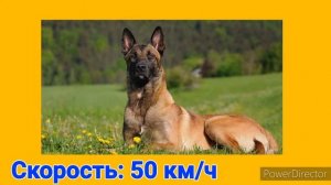БЕЛЬГИЙСКАЯ ОВЧАРКА МАЛИНУА VS НЕМЕЦКИЙ БОКСЁР: КТО ПОБЕДИТ В СХВАТКЕ?