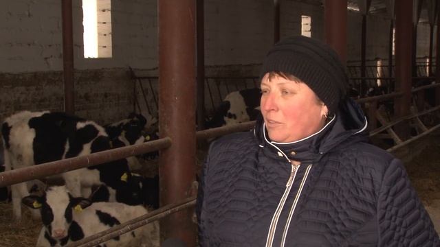 В 2017 году планируется увеличение производства молока и мяса смотреть онлайн