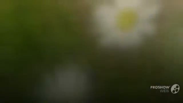 Цветы Ромашка (Matricaria flower)