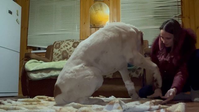 КАК самочувствие АЛАБАЯ после процедур || Уговорить алабая измерить температуру смотреть онлайн