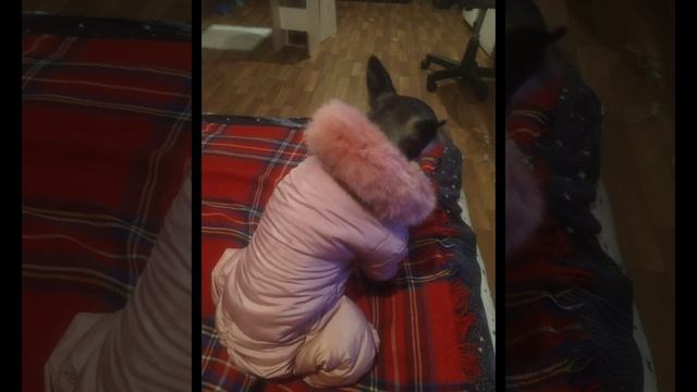 Комбинезон для собачки