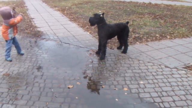 ROMAN-KOSH IVAR QUICK / КИЕВ смотреть онлайн