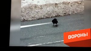 Крысы самые умные животные