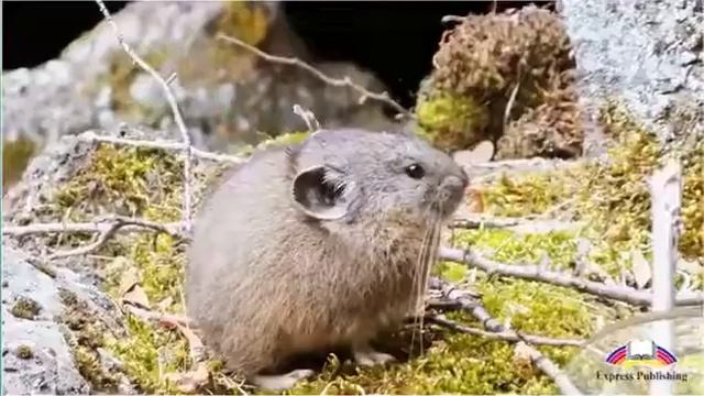 Excel 8 Module 1 p6 The Steppe A Golden Treasure смотреть онлайн