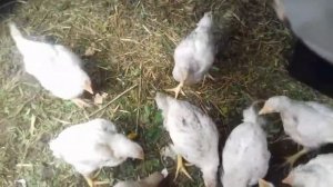 #А У НАС ЦЫПЛЁНОК ЗАБОЛЕЛ(((