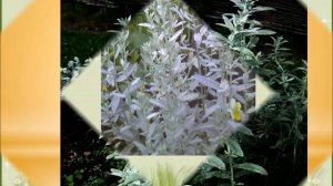 Неприхотливые, но красивые цветы  для дачи  легко вырастить