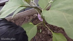 Как формировать баклажаны в начале цветения