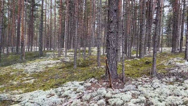 СКАЗОЧНАЯ КАРЕЛИЯ - ПОХОД ЗА БЕЛЫМИ ГРИБАМИ, ЛАДОГА, РУСКЕАЛА