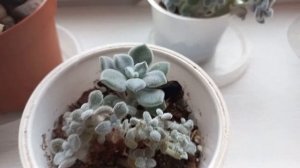 #СУККУЛЕНТЫ/Эхеверия пульвината фрости кристатная./Первое цветение гимнокалициума в этом сезоне.