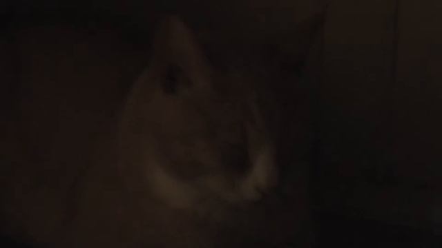 Перевозка КОТа в купе ПОЕЗДа в другой город \ отвезти кошку собаку домашнее животное транспортировк