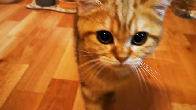 Кот загребает еду. Почему коты загребают еду? Британский кот, британская шиншилла. смотреть онлайн