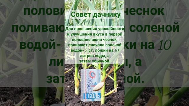 подкормка чеснока