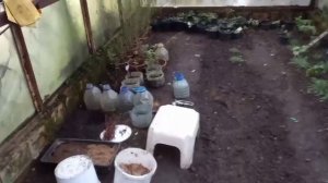 Зимнее черенкование клематисов.