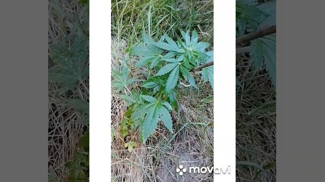 На растихах появились какие то пятна. смотреть онлайн