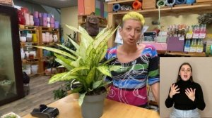 Диффенбахия Везувий { СУРДОПЕРЕВОД } опасна и прекрасна| Растение не для детских садов