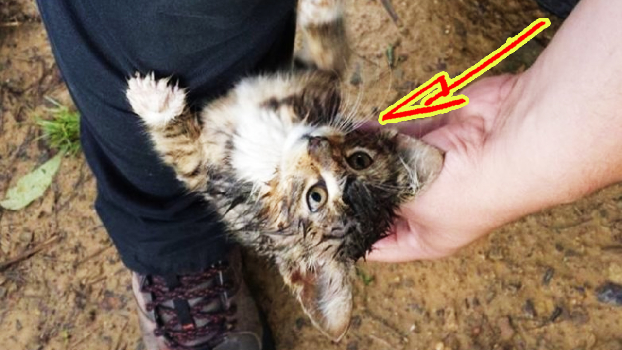 Бродячий котенок попросил забрать его домой смотреть онлайн