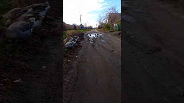 Здравствуйте ? у нас банкет ? смотреть онлайн