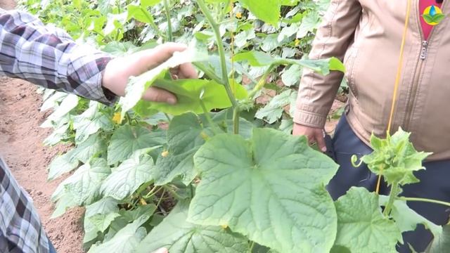 ХЕЛЕН F1 - ОЧЕНЬ РАННИЙ ХОЛОДОСТОЙКИЙ ОГУРЕЦ (29-03-2018) смотреть онлайн