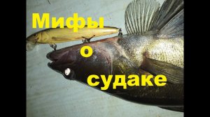 Мифы о судаке  Коробка для воблеров