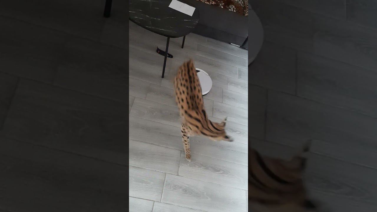 Что за зверь?  #serval  #кот #кошкивдоме #сервал #моипитомцы #животные #cat
