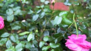 Розы в саду 2023. Обзор розы Penelope Lively. Мнения о розе Дэвида Остина. Новая роза 2023. Отзывы.