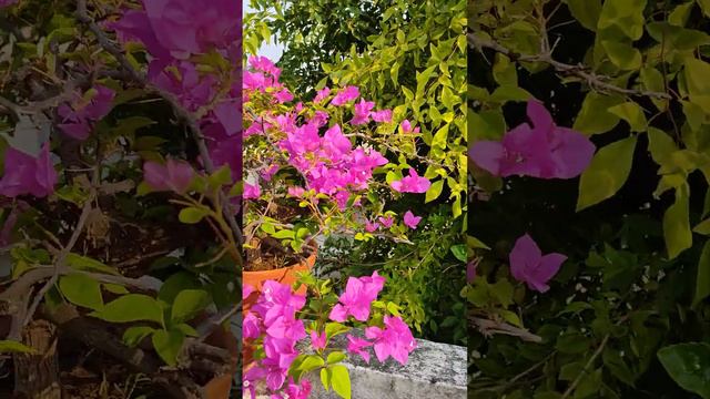 Pink bougainvillea bonsai in full bloom in my terrace