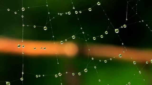 Капельки и паутинки смотреть онлайн